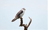 Black-winged Kite